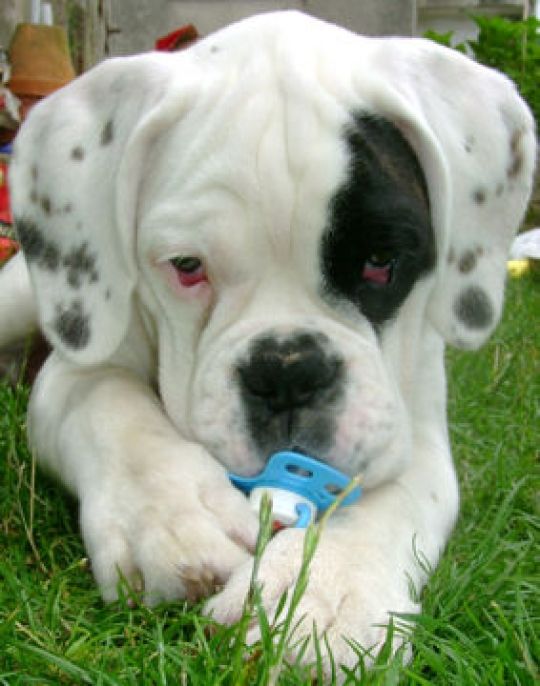 chiot boxer blanc chiot boxer blanc